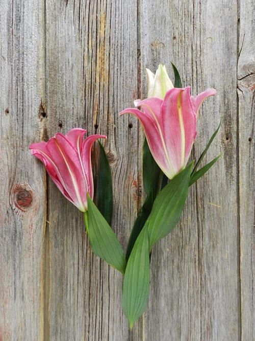 TARRANGO  DARK PINK OT HYBRID ORIENTAL LILIES